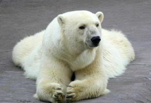 polar_bear-白熊